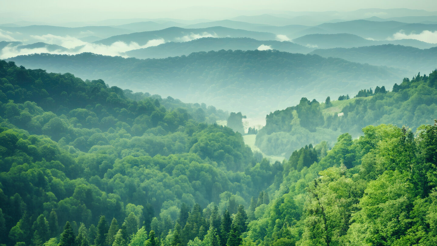 Weitsicht mit einem bewaldeten Hügel im Vordergrund und etwas Nebel dahinter