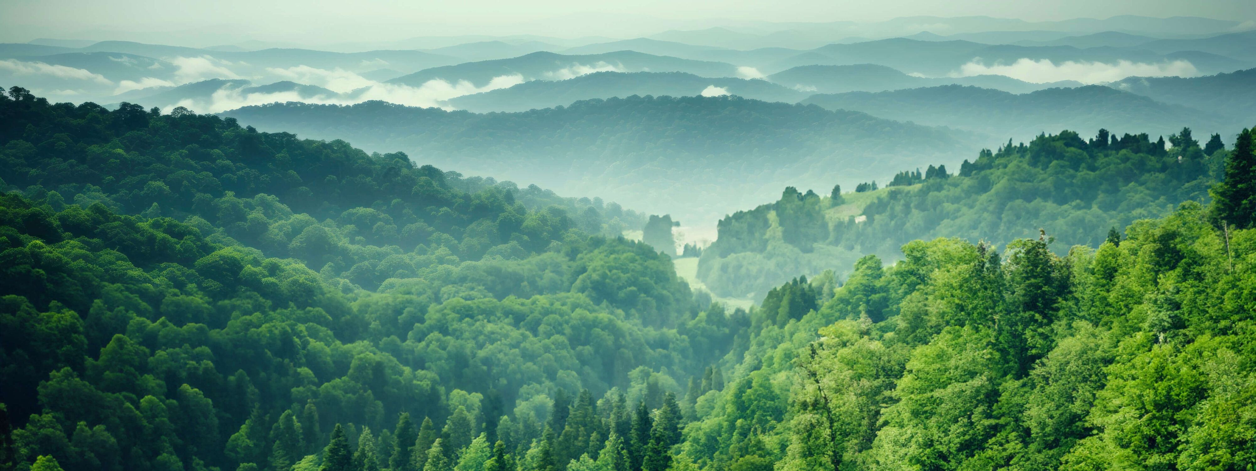 Weitsicht mit einem bewaldeten Hügel im Vordergrund und etwas Nebel dahinter