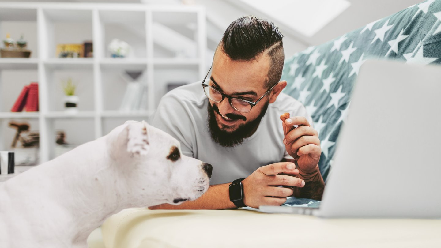 Image d’ambiance: un homme avec un chien surfe sur Internet